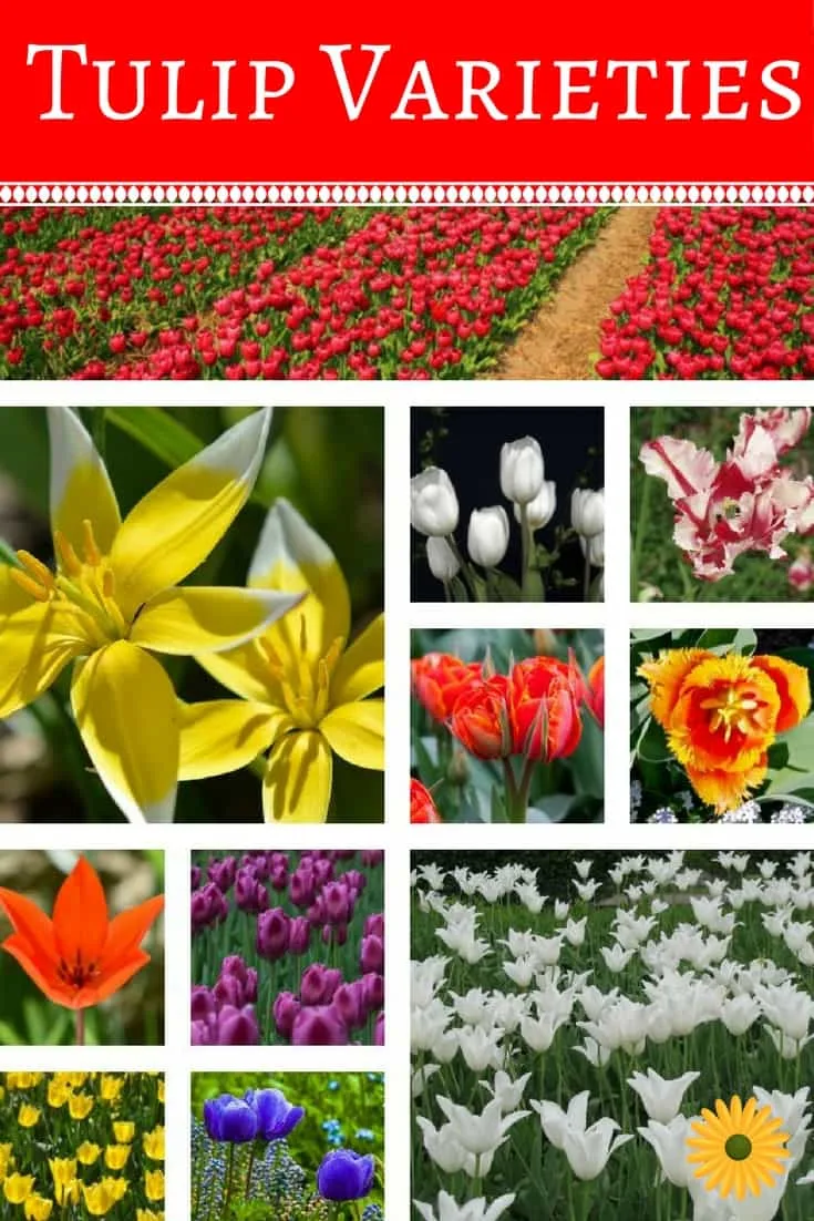 8 Tulip Varieties For Your Garden