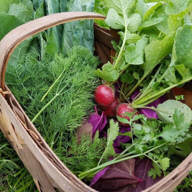 a basket of freshly picked vegetables.