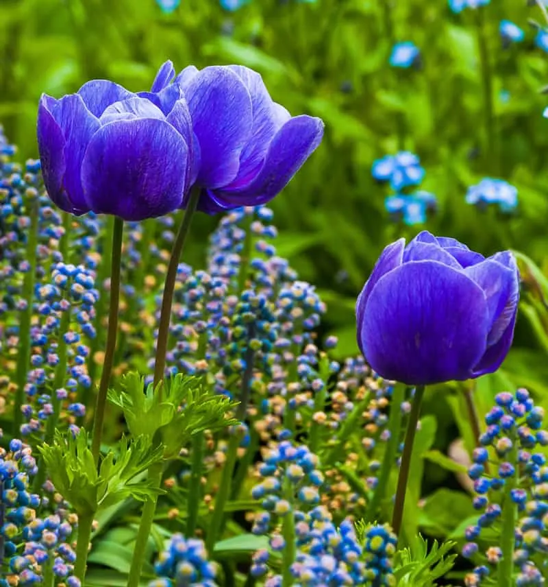 blue tulips