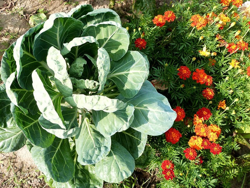 Don't forget to inlcude some ornamental flowers in your backyard garden. Here's some beautiful cabbage and a few colorful flowers