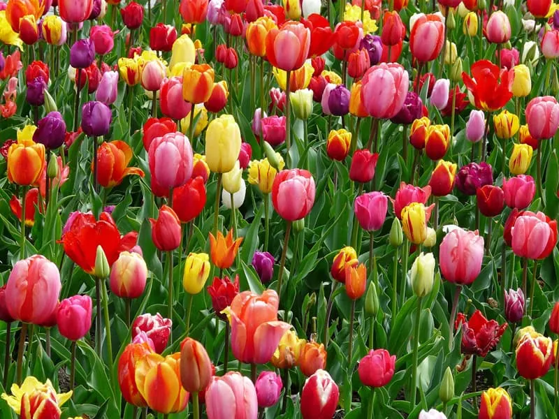 cheerful tulip patch