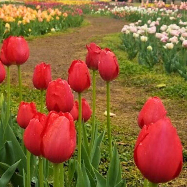 8 Tulip Varieties That Will Delight Your Senses