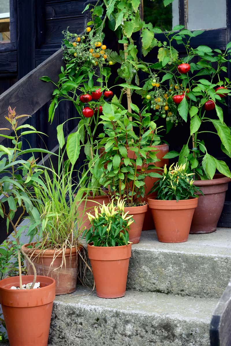 If you don't have a lot of space, you can garden in containers and still enjoy fresh vegies