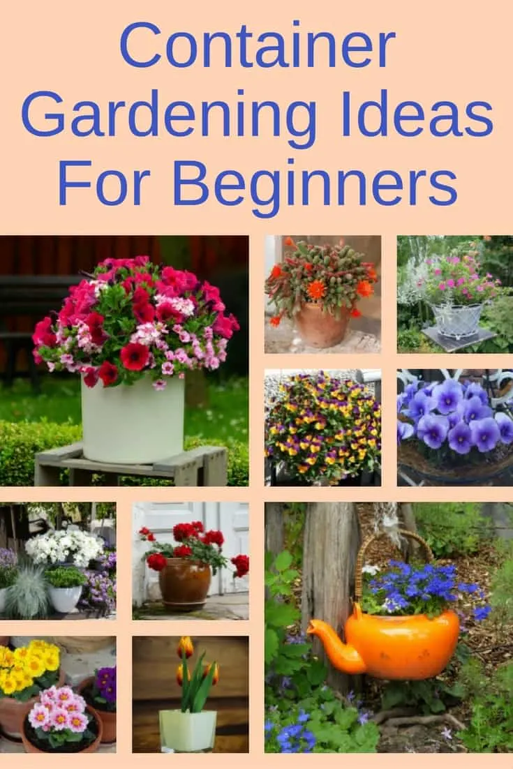 Container gardening ideas for beginners - Pinterest image