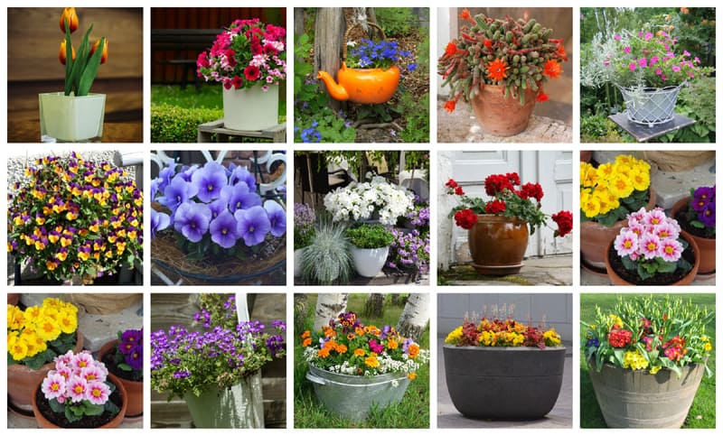 Lots of container gardening ideas