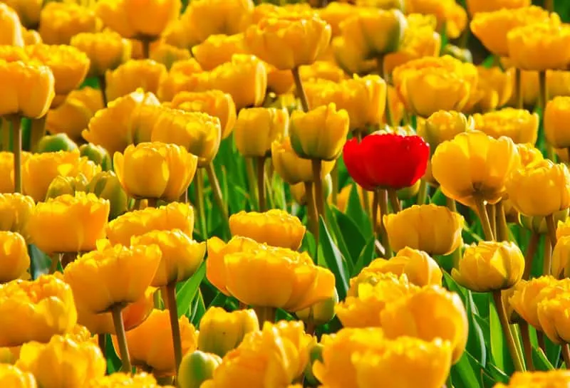 double yellow tulips