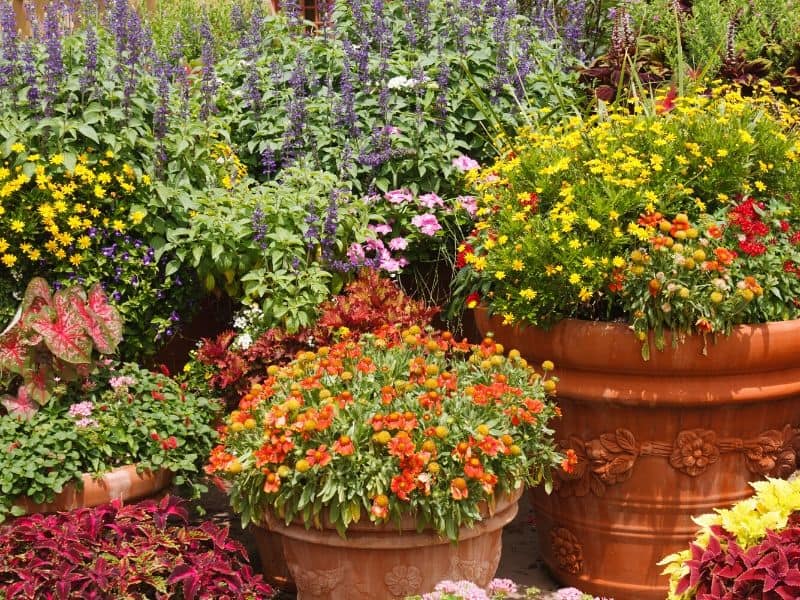 Fall container garden