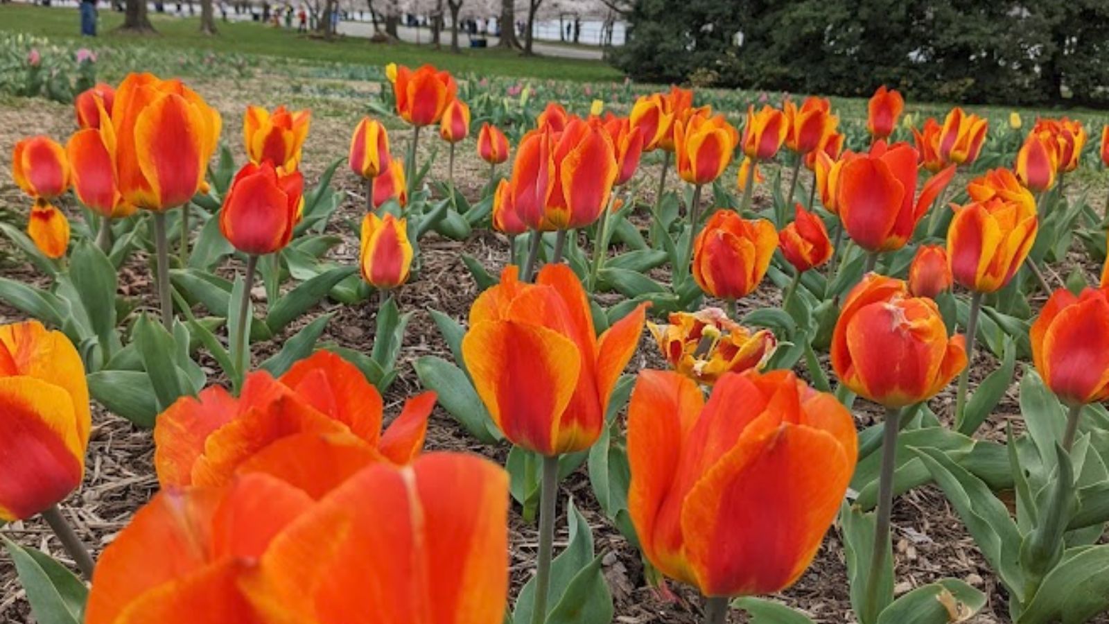 A field of orange tulips in DC.