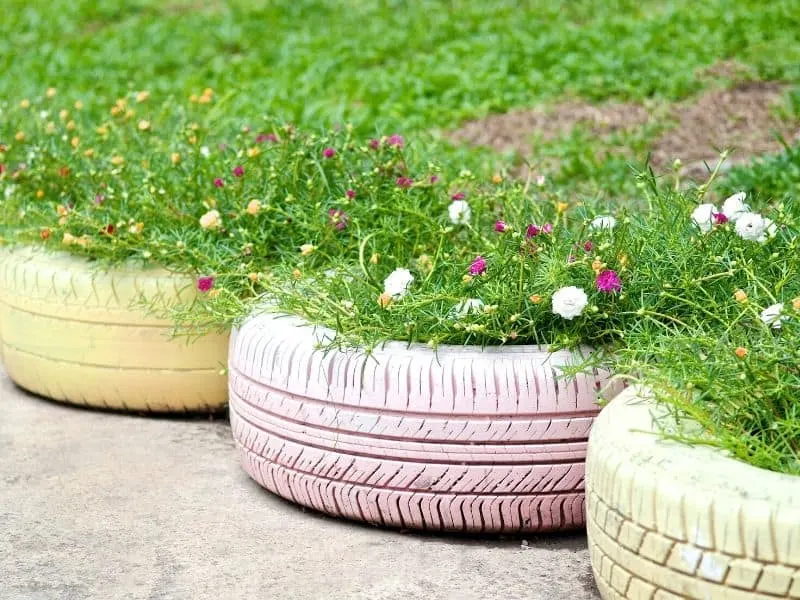 Colorful flowers planted in painted old tires