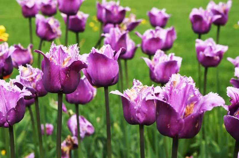 fringed purple tulips