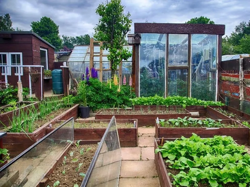 A greenhouse and several raised beds, neatly organized