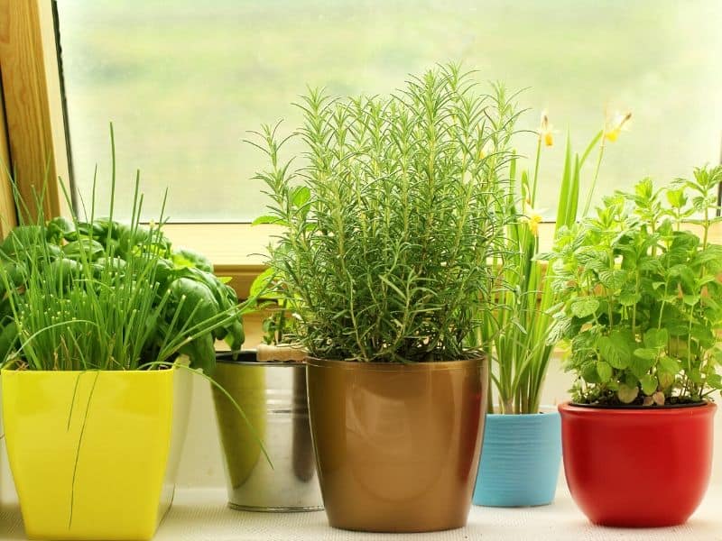 Containers of kitchen herbs 