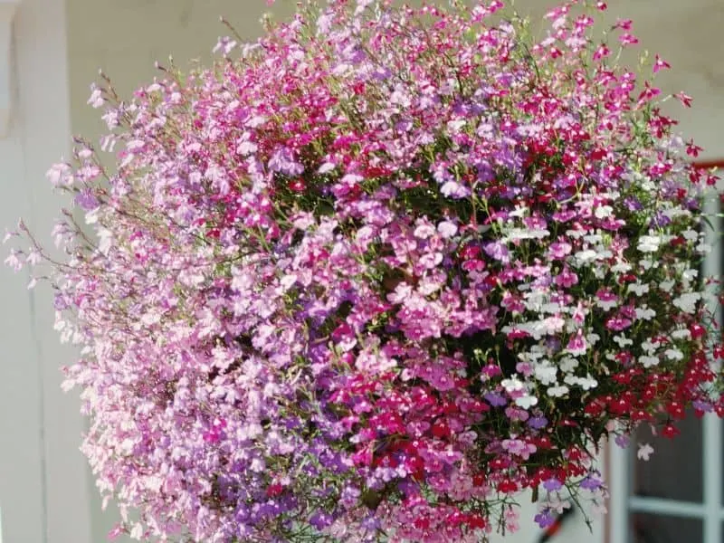 Lobelia flowers in a hanging basket
