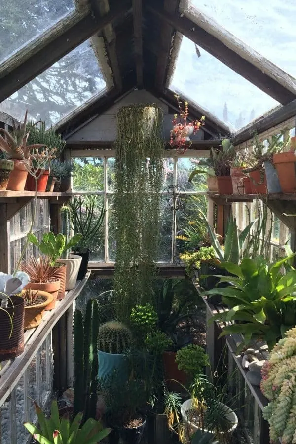 Narrow greenhouse