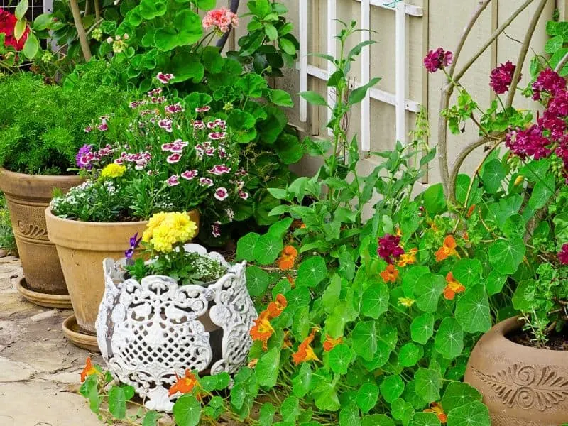 Outdoor container garden