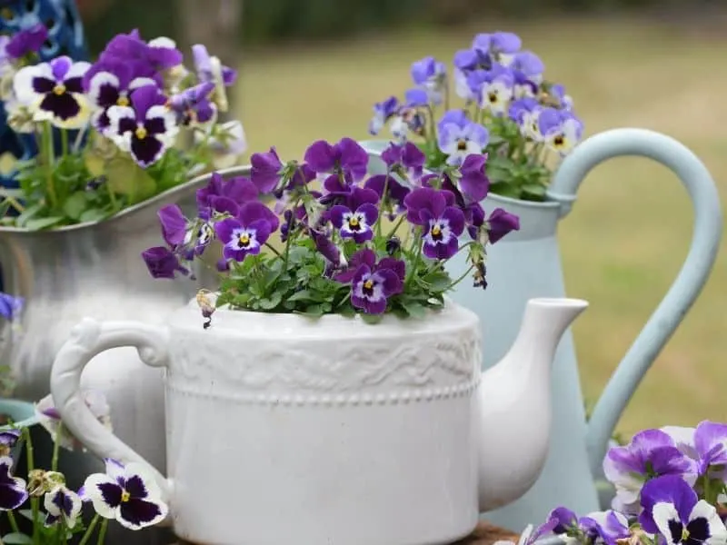 Pansies in a white porcelain teapot