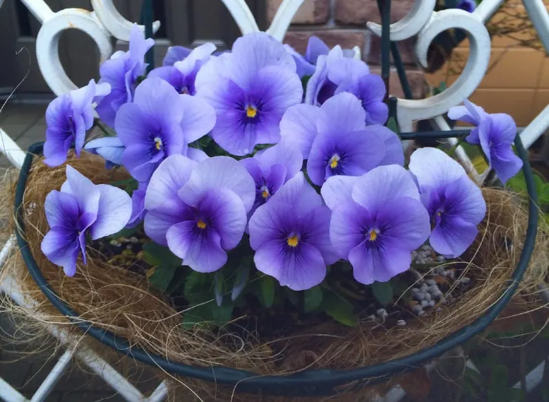 pansy sumire flowers