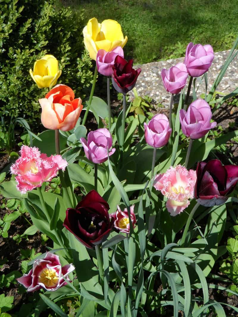 parrot tulips in flower bed