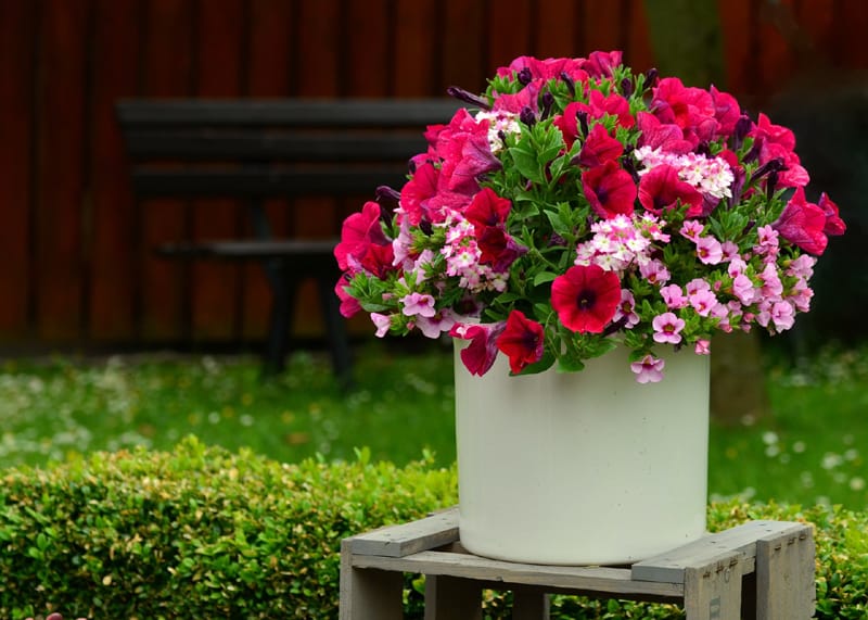 Red and pink petunia flwoers in a white container 