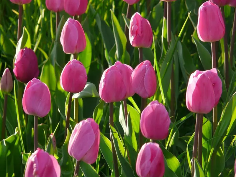 pink tulips