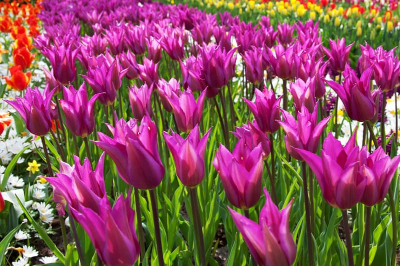 pointed petals tulips