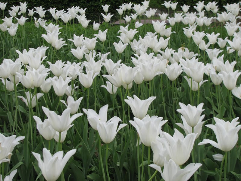 lots of white tulips