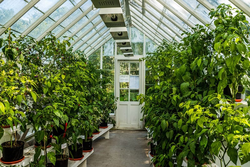 How to Build a Small Greenhouse in 8 Easy Steps How to Build a Small Greenhouse in 8 Easy Steps