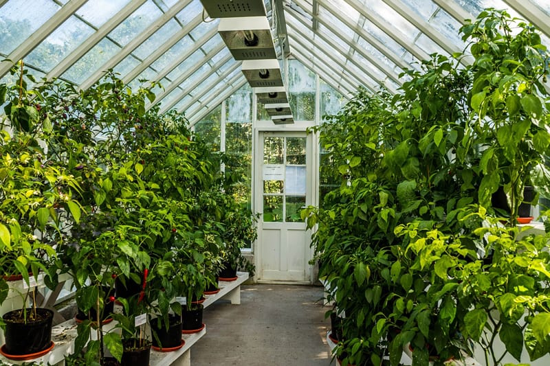 pots in greenhouse