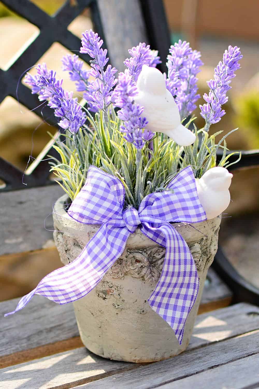 Potted lavender plant