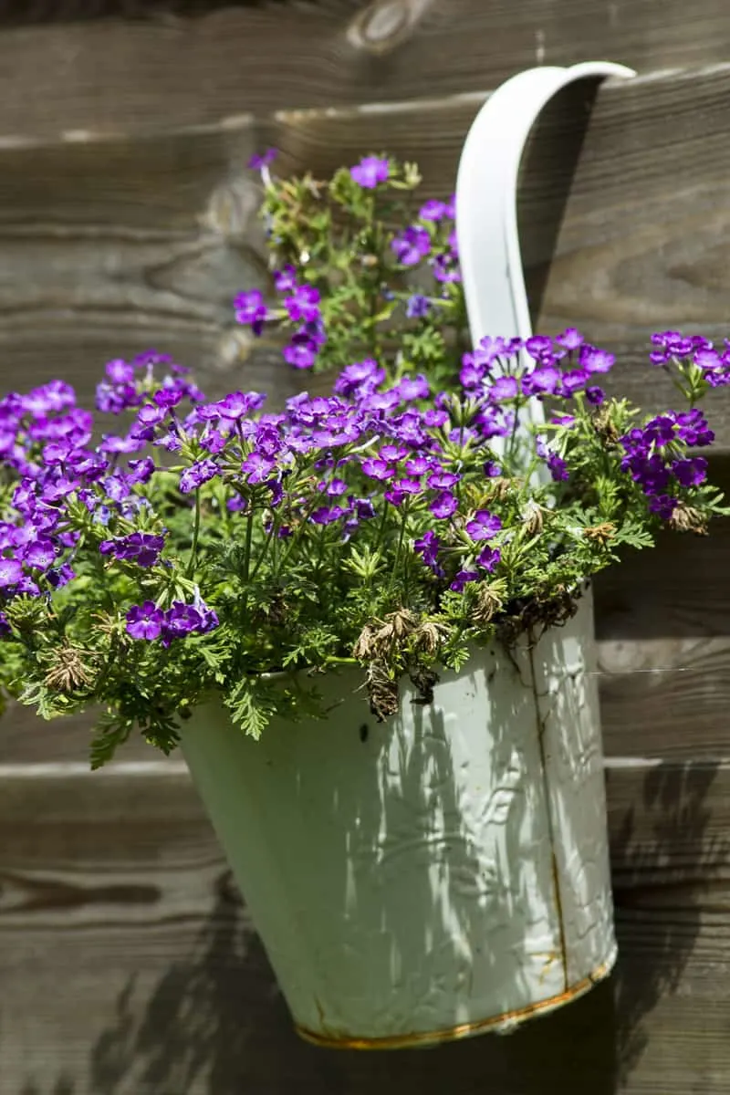 Container of purple flowers hanging on a fence