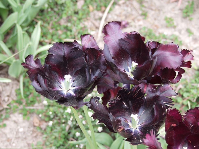 purple parrot tulips