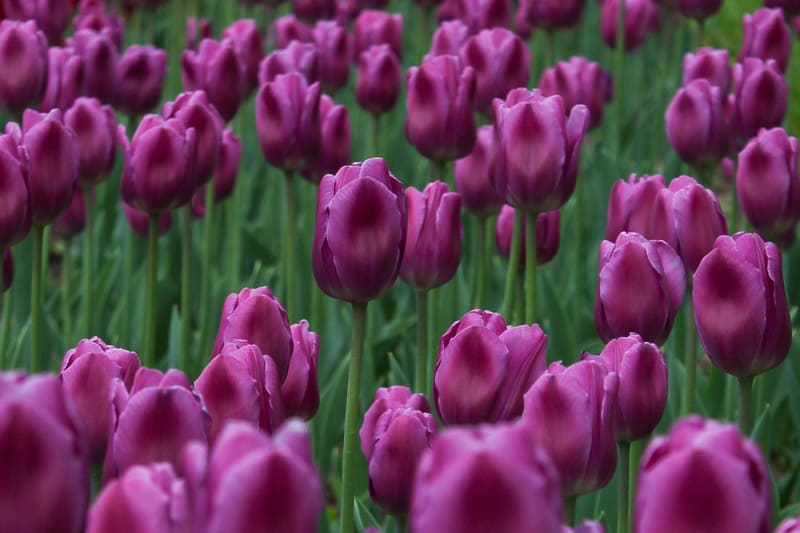 purple tulips