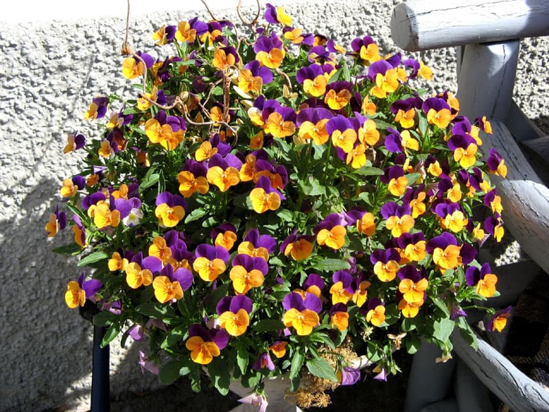 purple and yellow pansy flowers