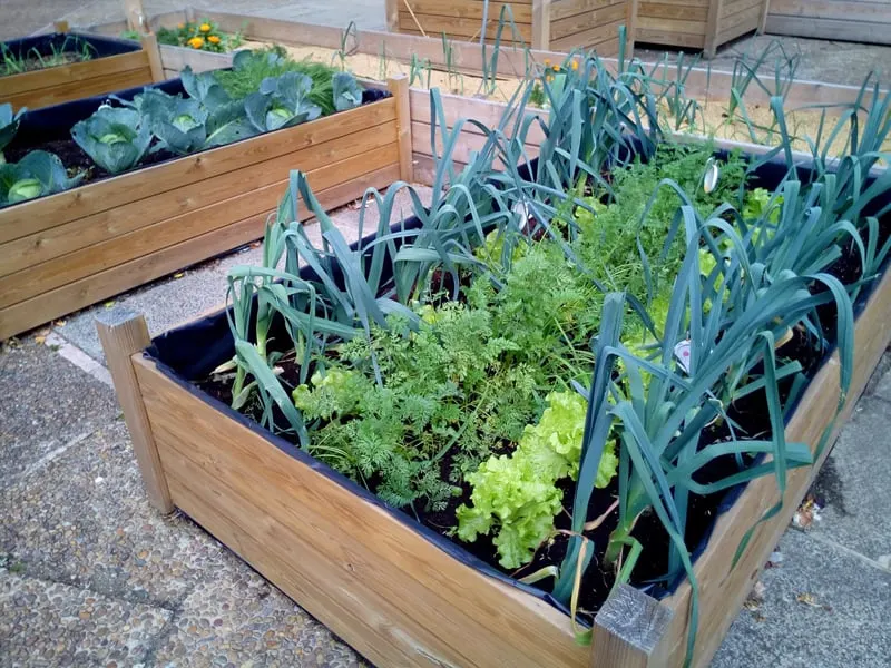 A raised bed garden is easier on your back while still perfect for growing lots of delicious produce