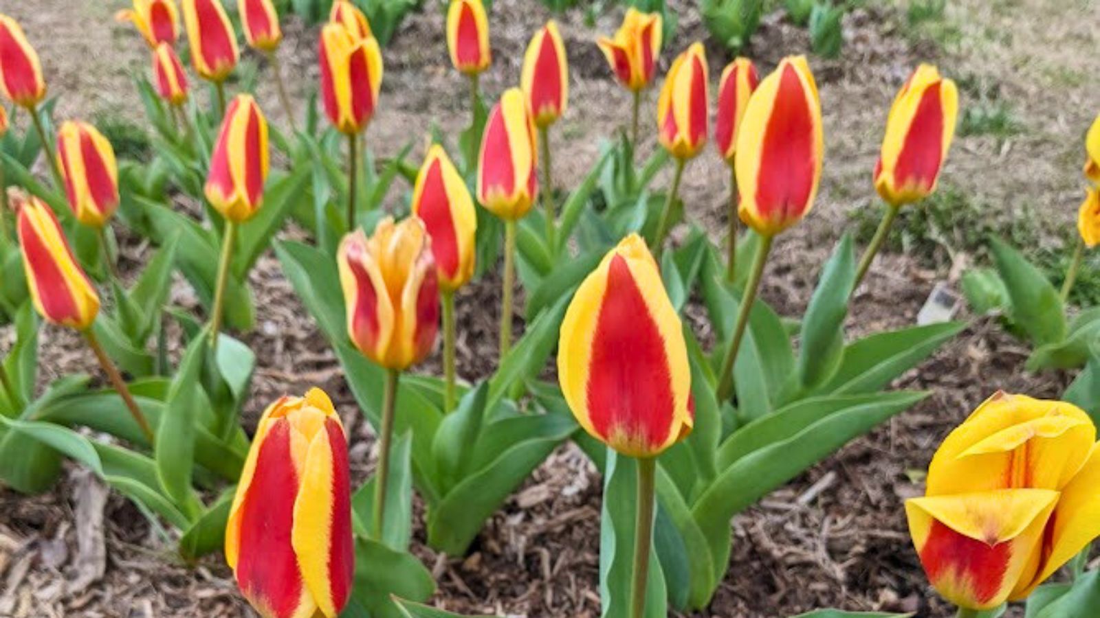 A field of bi-color red and yellow tulips.