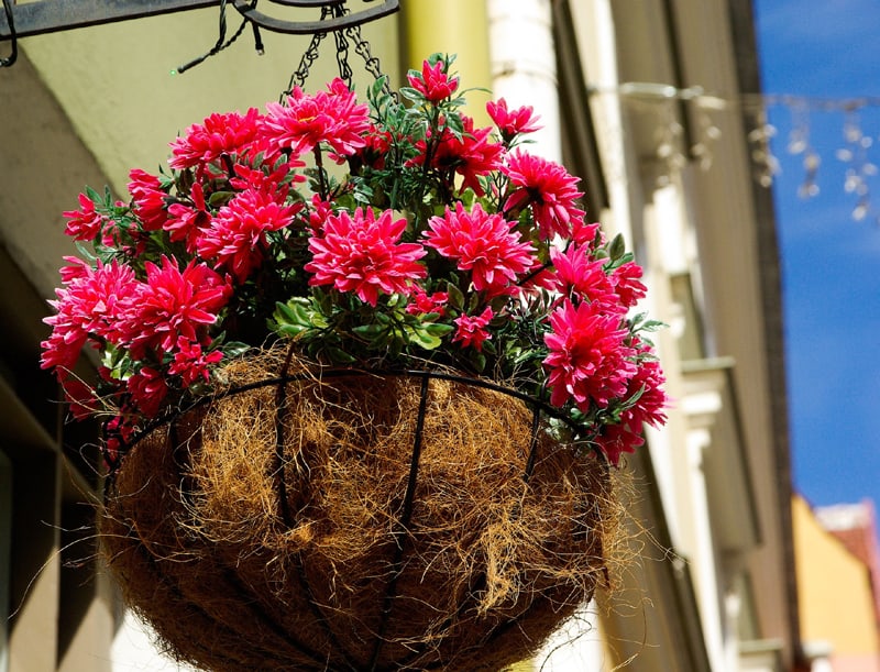 red flowers pot