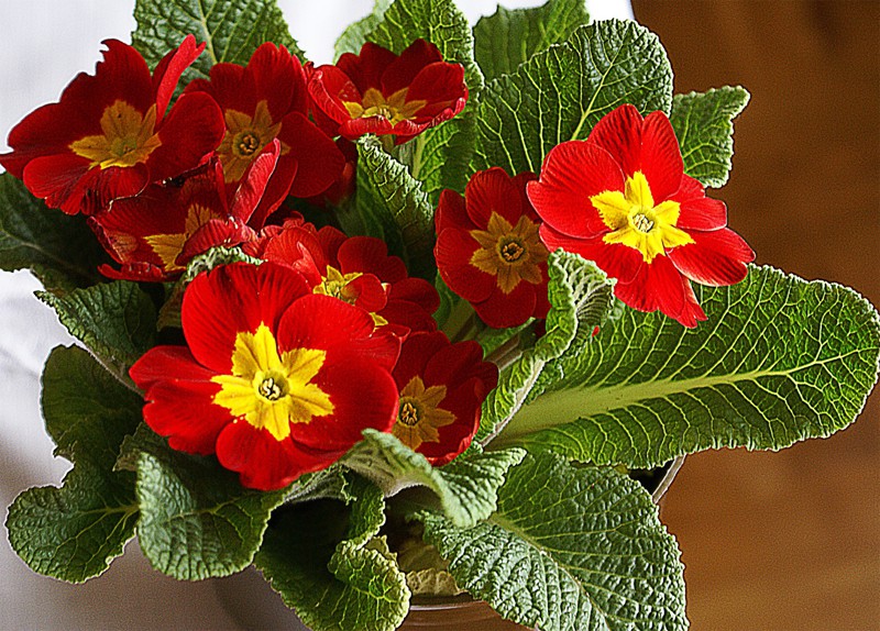 red primroses