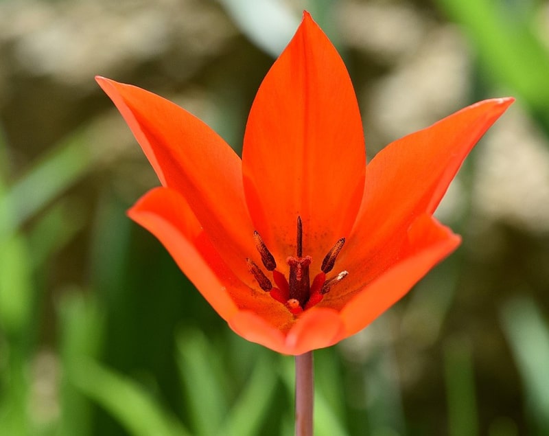 red star tulip