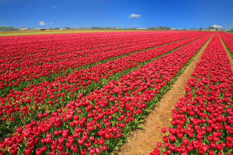 red tulip field