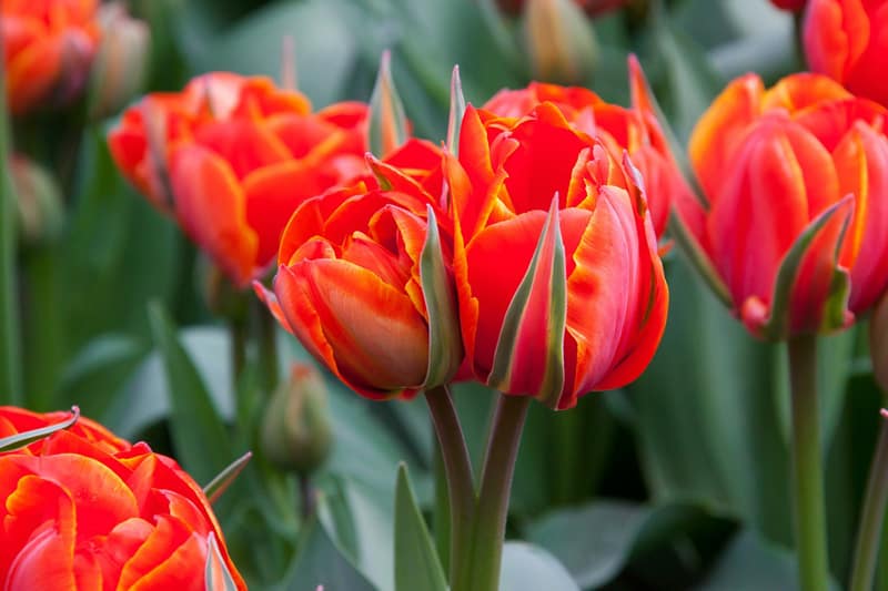 red tulips