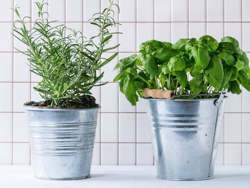 Potted rosemary and basil growing in the kitchen