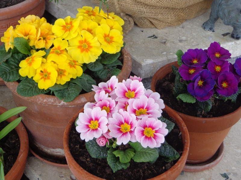 yellow rose and purple primroses