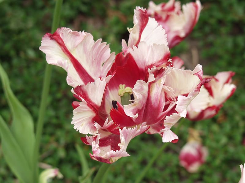 striped parrot tulip