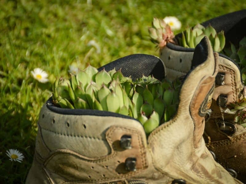 Succulents planted in an old shoe