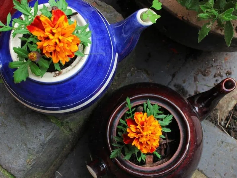Mariglod flower growing in a tea kettle