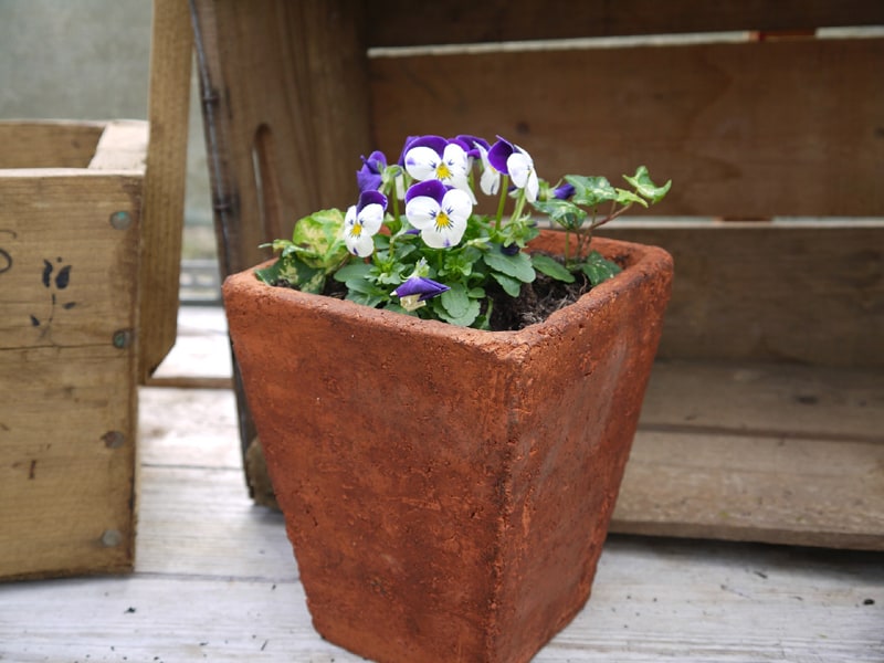 terracotta pot of pansies