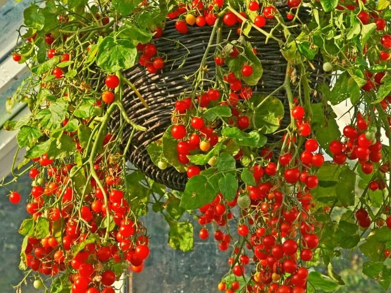 Hanging basket with tomatoes hanging from it