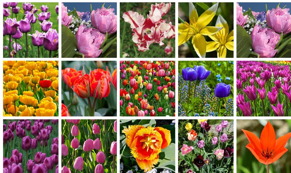 Check out the many tulip varieties you can grow in your garden!