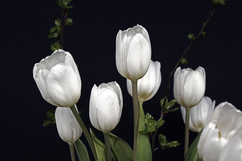 white tulips