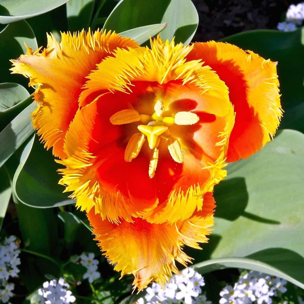 yellow parrot tulip